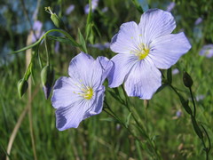 Linum komarovii