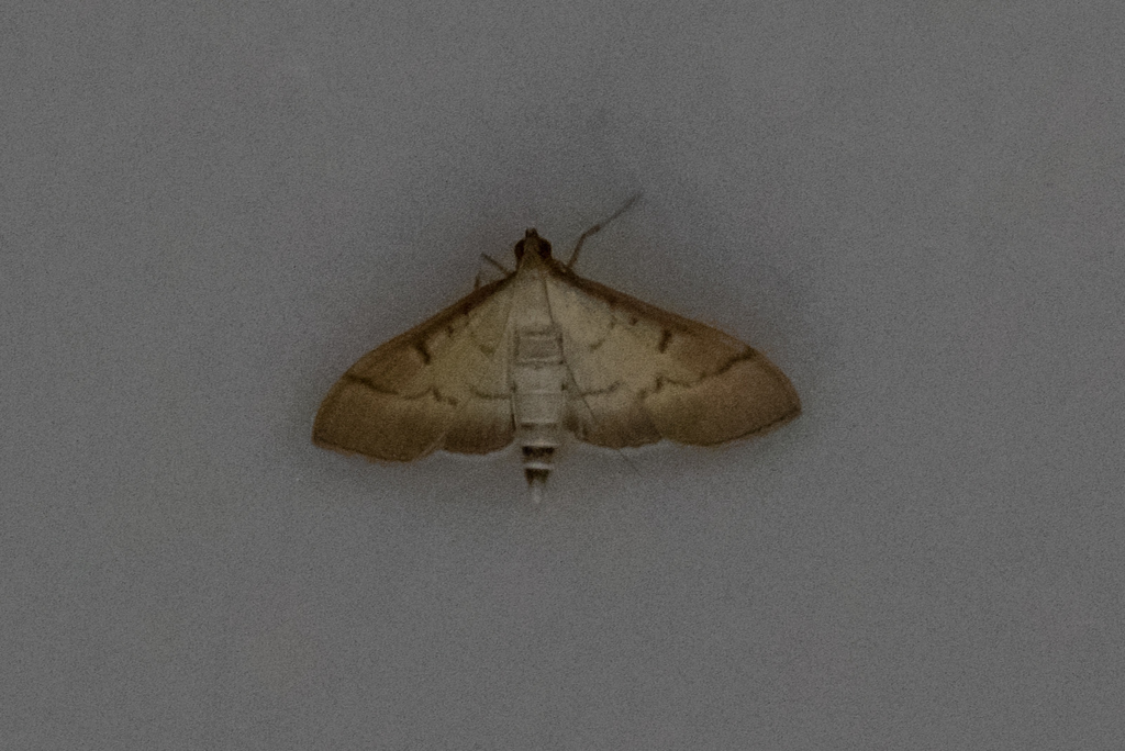 Bradina chloroscia
