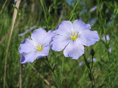 Linum komarovii