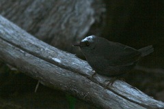 Scytalopus magellanicus