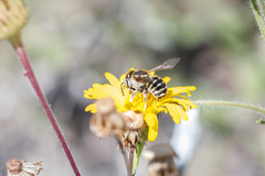 Anthidium maculifrons