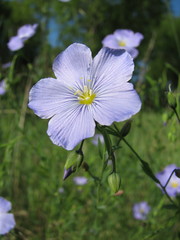 Linum komarovii
