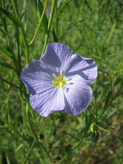 Linum komarovii