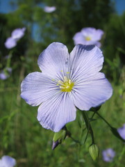 Linum komarovii