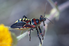 Apiomerus flaviventris