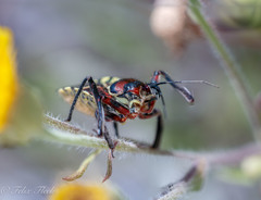 Apiomerus flaviventris