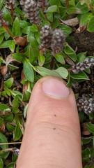 Salix cascadensis
