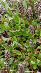 Salix cascadensis