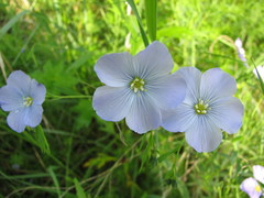 Linum komarovii