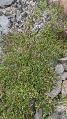 Salix cascadensis