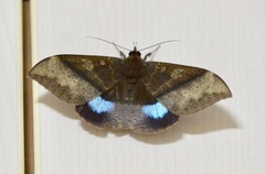 Ischyja