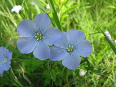 Linum komarovii