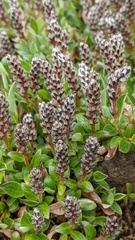 Salix cascadensis