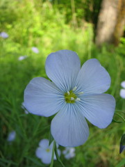 Linum komarovii