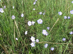 Linum komarovii
