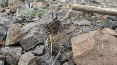 Festuca saximontana