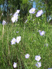 Linum komarovii