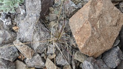 Festuca saximontana
