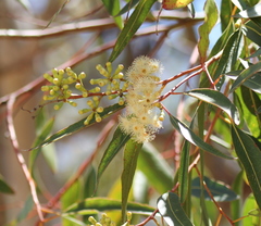 Eucalyptus cladocalyx