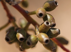 Eucalyptus cladocalyx