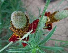 Oecanthus quadripunctatus