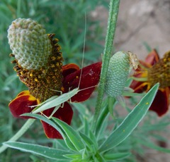 Oecanthus quadripunctatus