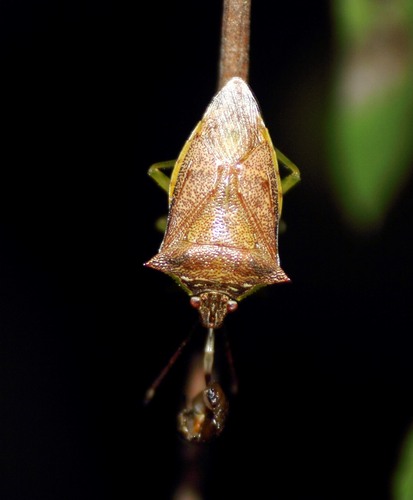 Podisus congrex