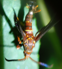 Vitacea scepsiformis