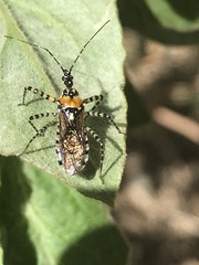 Pselliopus zebra
