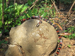 Lampropeltis polyzona