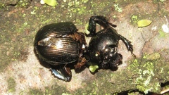 Geotrupes splendidus