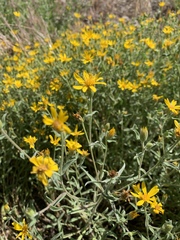 Heterotheca depressa