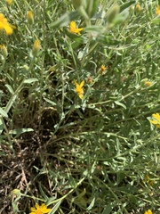 Heterotheca depressa