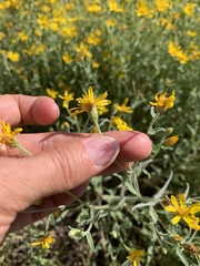 Heterotheca depressa