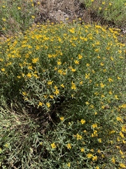 Heterotheca depressa