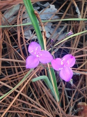 Tradescantieae