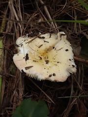 Russula bicolor