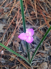 Tradescantieae