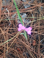 Tradescantieae