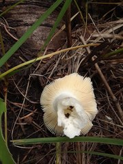 Russula bicolor