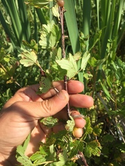 Ribes hirtellum