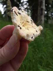 Russula bicolor