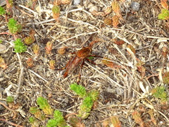 Diogmites basalis
