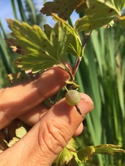 Ribes hirtellum