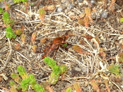 Diogmites basalis