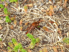 Diogmites basalis