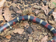 Lampropeltis polyzona