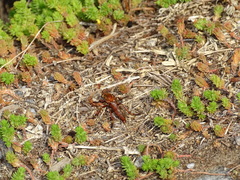 Diogmites basalis
