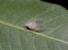 Bothriocera