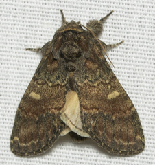 Peridea bordeloni
